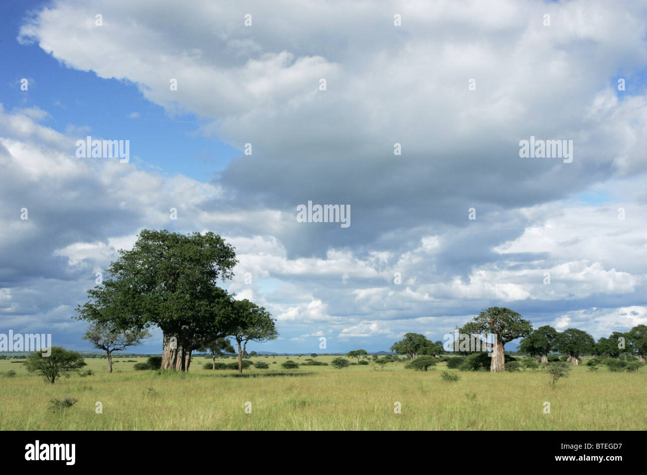 Baobabs et un ciel nuageux Banque D'Images