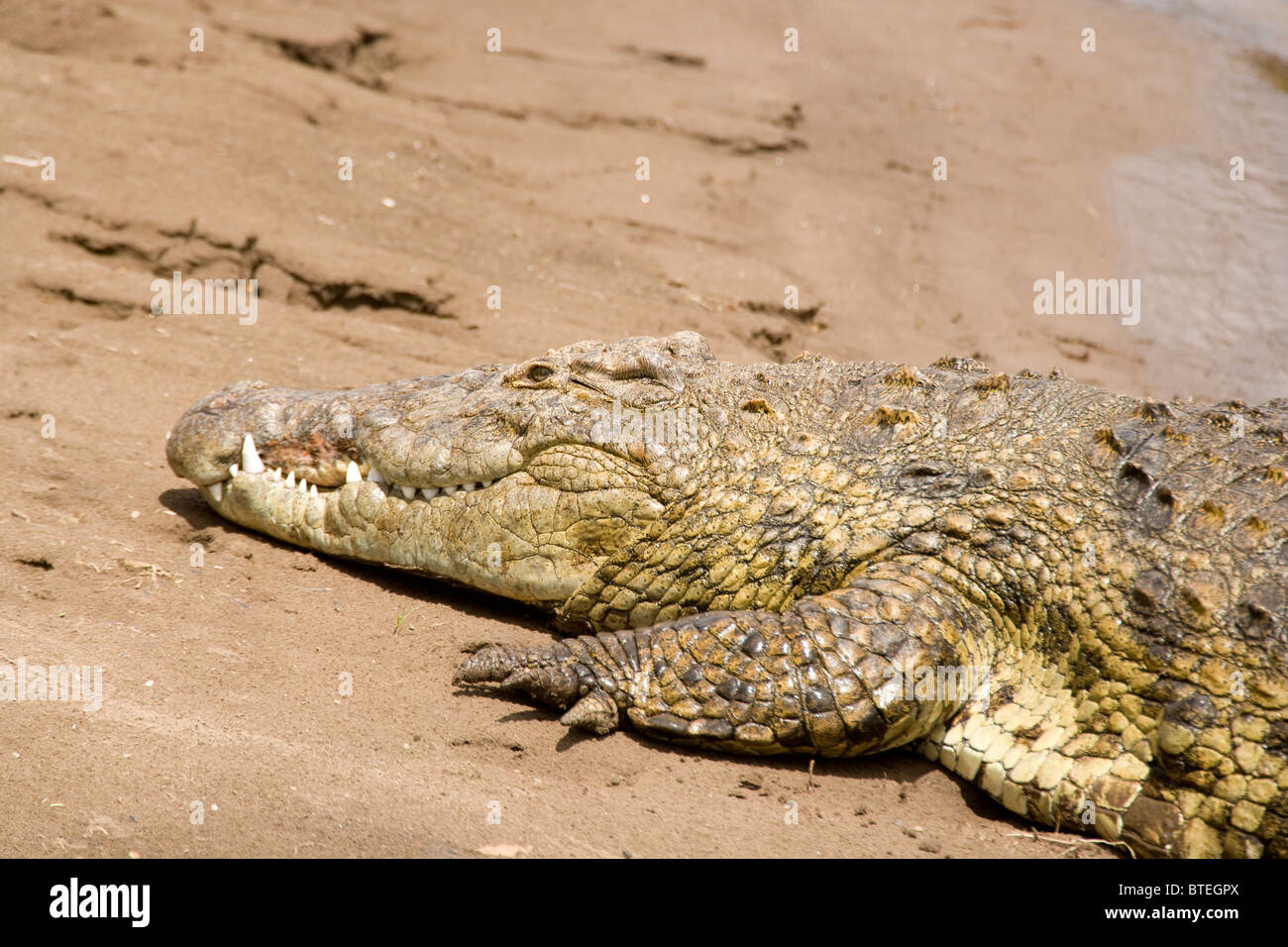 Le crocodile du Nil (Crocodylus niloticus) sur le Masai Mara, Kenya, Afrique Banque D'Images