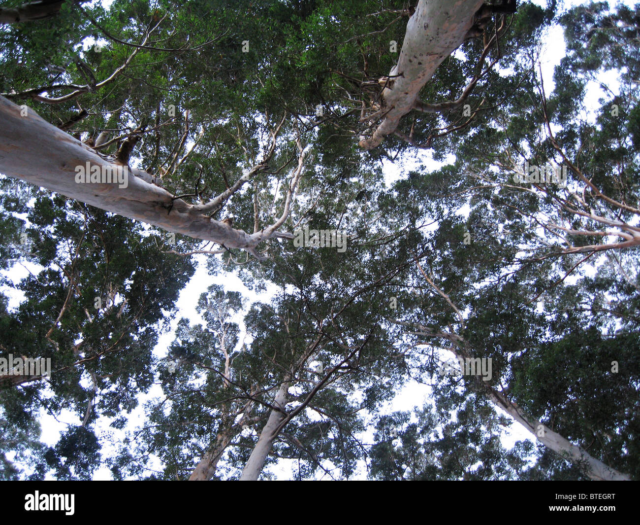 Low angle view of blue gum les arbres d'une plantation Banque D'Images