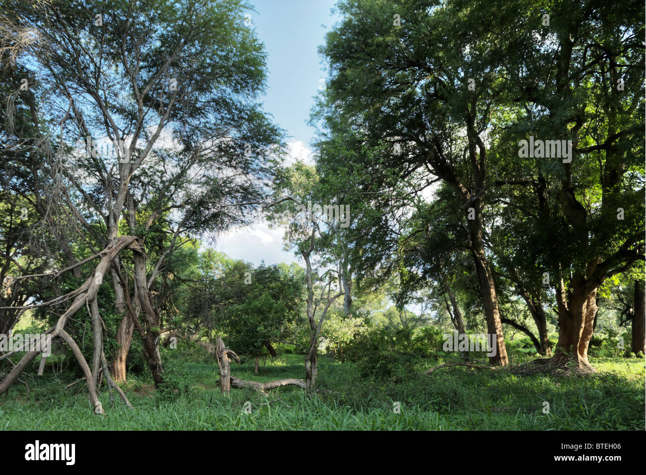 Fever tree forest Banque D'Images