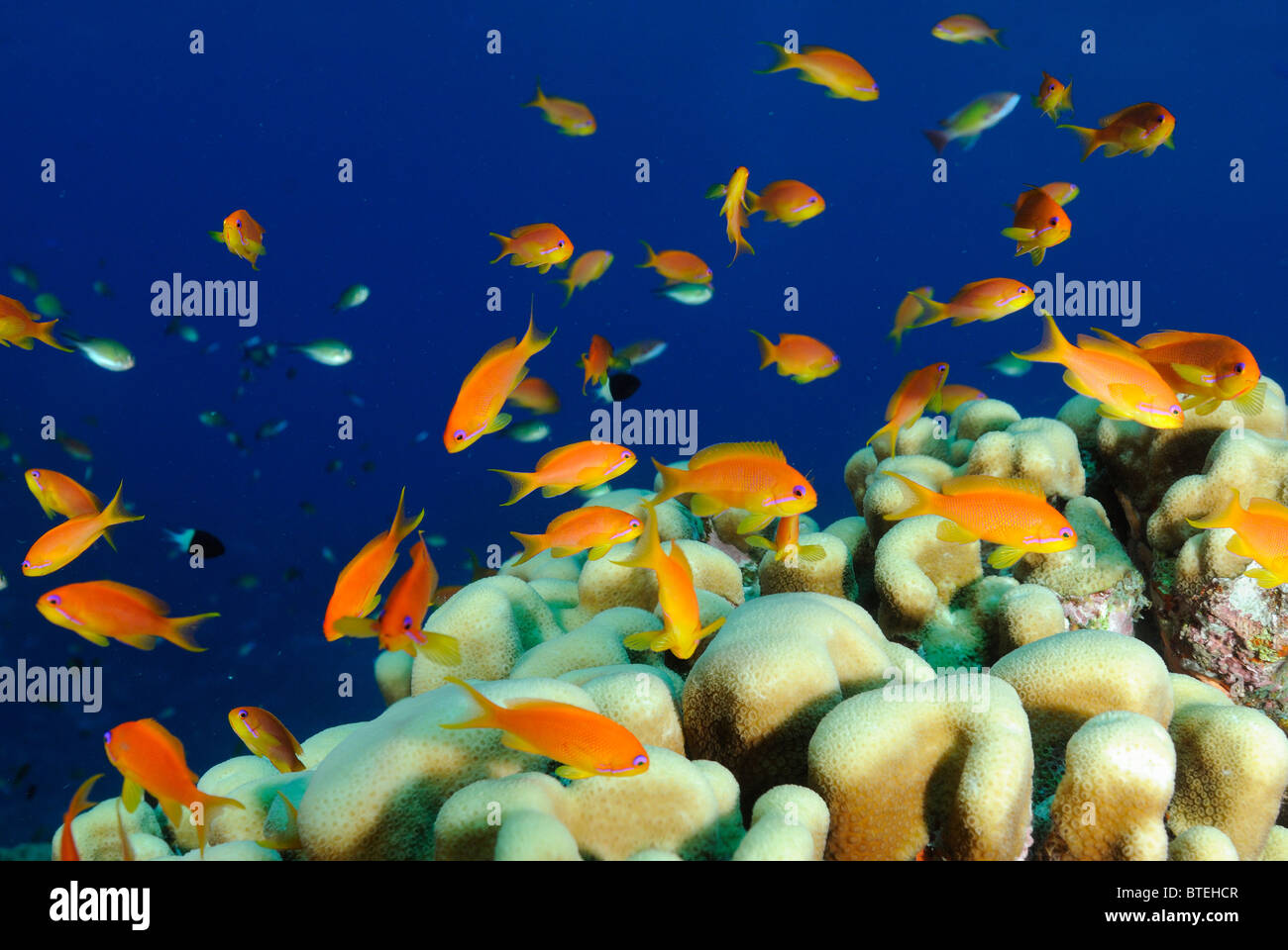 Colonie de corail au large de plus en plus genre Pavona Hamata côte, Egypte, Mer Rouge Banque D'Images