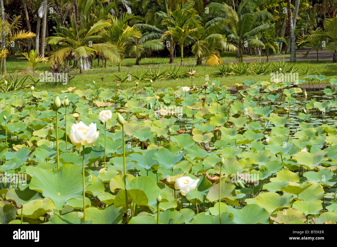 Des fleurs de lotus dans le Jardin Botanique SSR, Pamplemouses, Maurice Banque D'Images