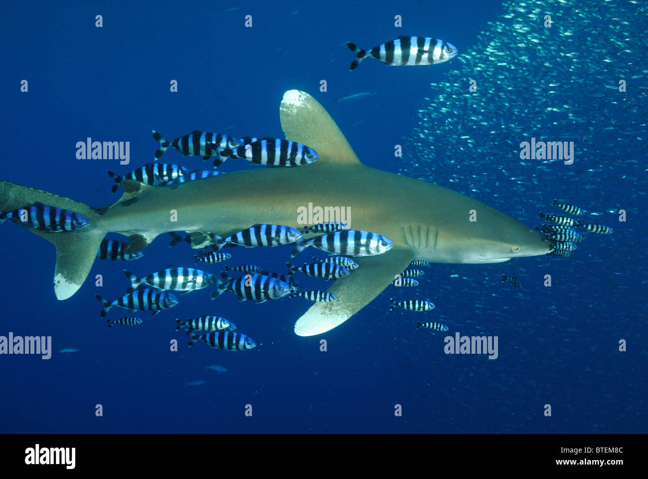 Requin océanique, l'île de Daedalus, Egypte, Mer Rouge Banque D'Images