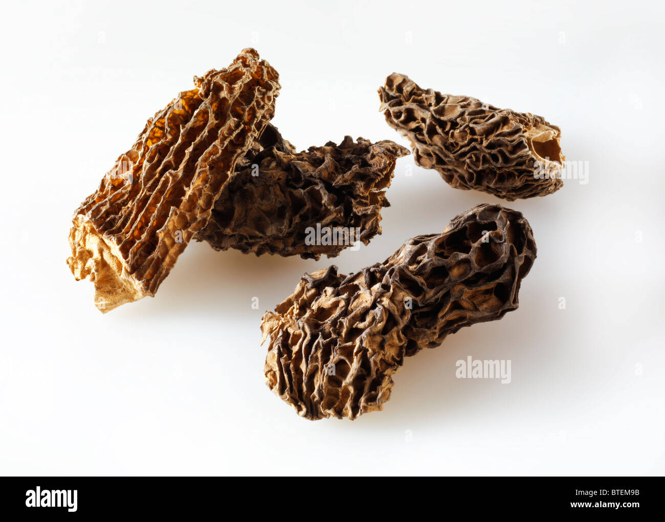 Jumbo morilles séchées Banque D'Images