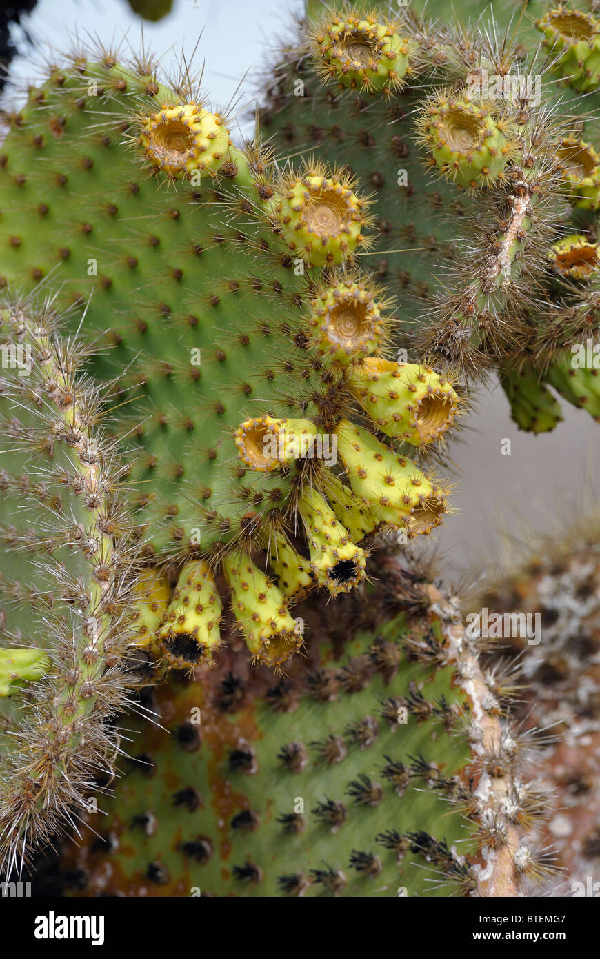 Arbres Cactus sur l'île South Plaza, Galapagos, Equateur Banque D'Images