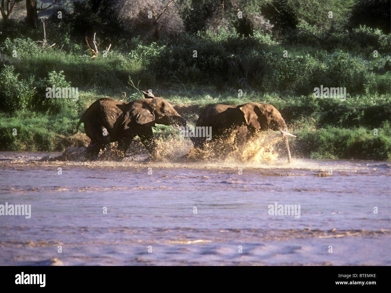 Jeune éléphant mâle jouer combats dans l'Uaso Nyiro Samburu National Reserve Kenya Afrique de l'Est Banque D'Images