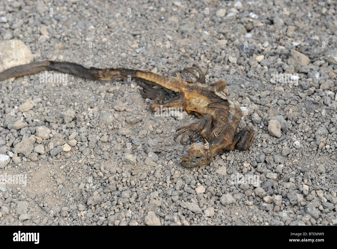Peau sèche, un iguane terrestre des Galapagos morts sur l'île South Plaza, Galapagos, Equateur Banque D'Images
