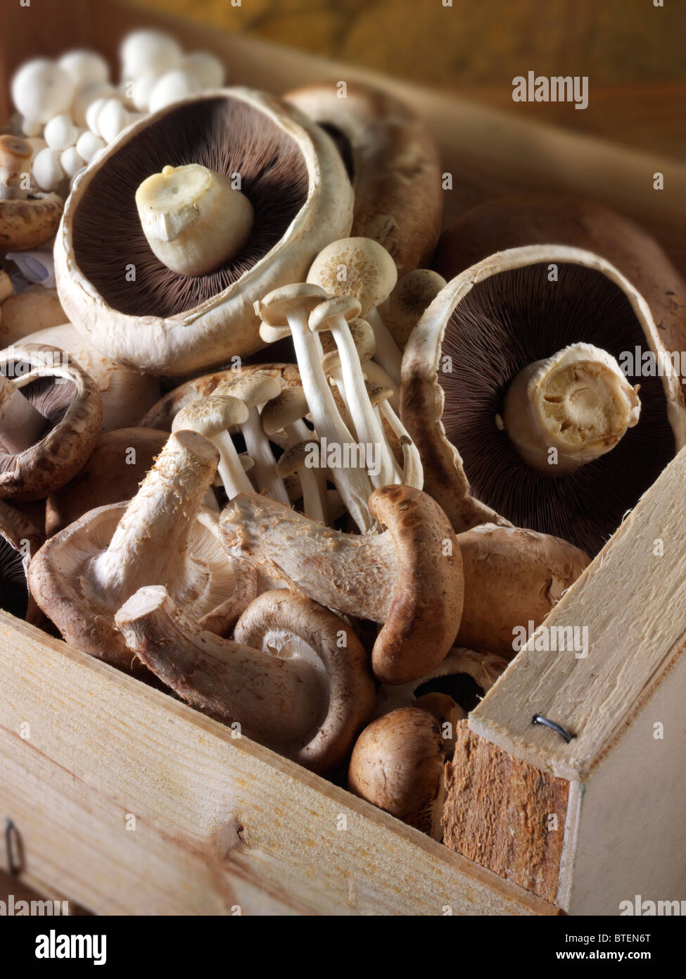 Champignons frais crus entiers cultivés dans une boîte de marché en bois. Banque D'Images