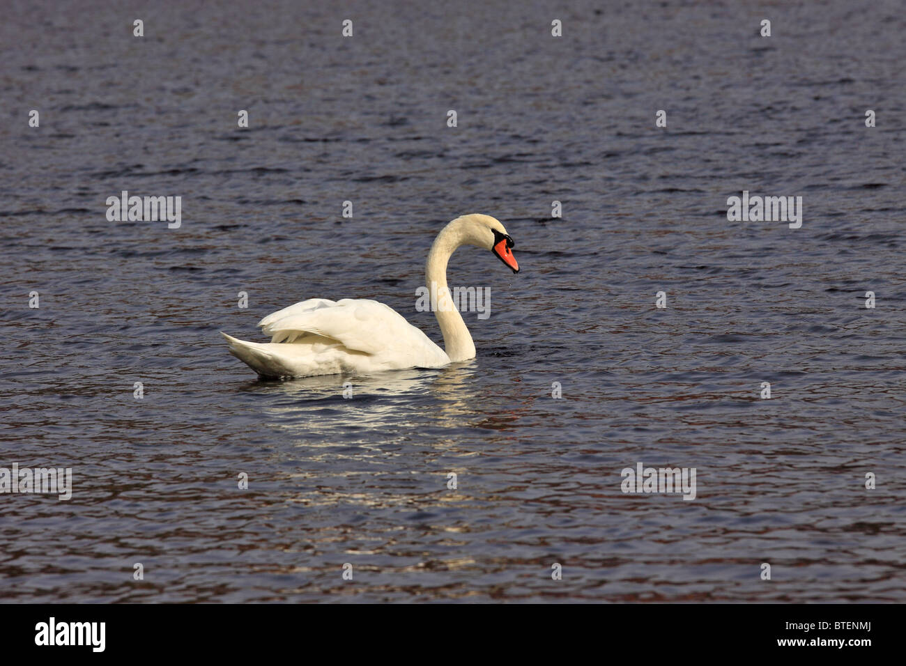 Swan, Long Island NY Banque D'Images