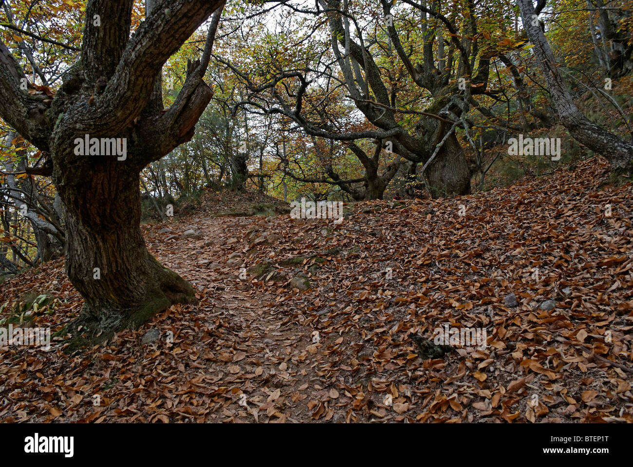 Forêt de châtaigniers dans le site du patrimoine mondial de l'Médulas dans le nord de l'Espagne Banque D'Images