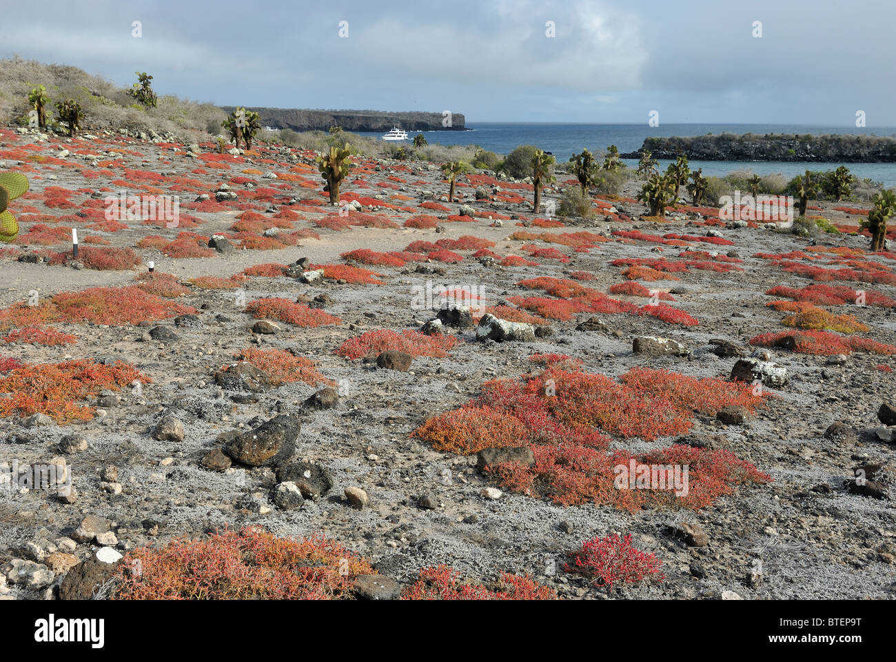 Le coucal des plantes sur l'île South Plaza, Galapagos, Equateur Banque D'Images