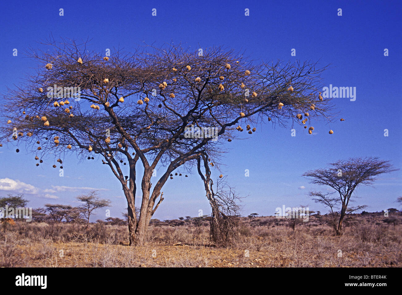 Acacia tortilis arbre avec nids de tisserands de la réserve nationale de Samburu, Kenya Afrique de l'Est branches brisées les dégâts causés par les éléphants Banque D'Images