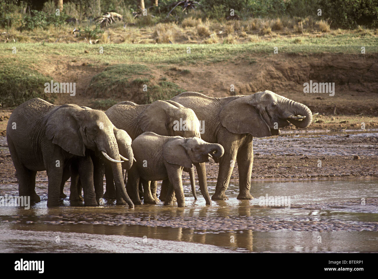 Famille d'éléphants groupe de femelles et veaux boire avec trunks Uaso Nyiro Samburu National Reserve Kenya Afrique de l'Est Banque D'Images