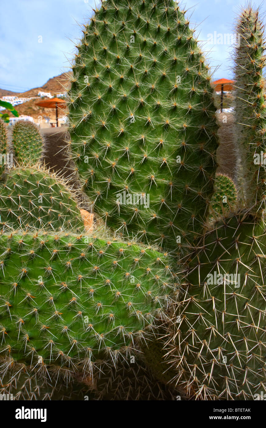 Close up d'épines d'un cactus, Ios, Cyclades Grèce Banque D'Images