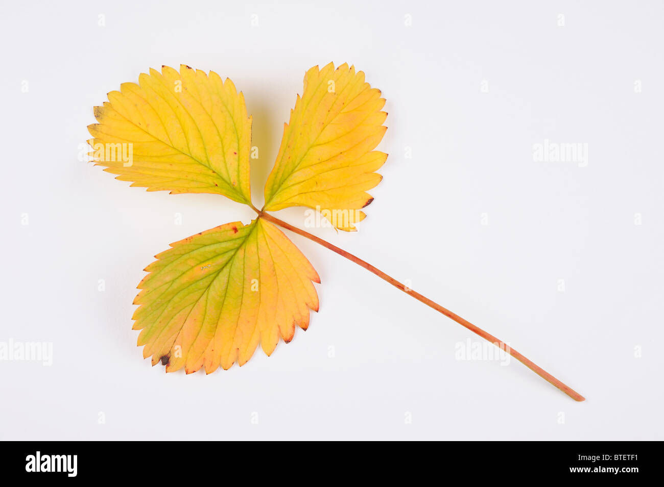 Automne Feuilles de fraisier Banque D'Images