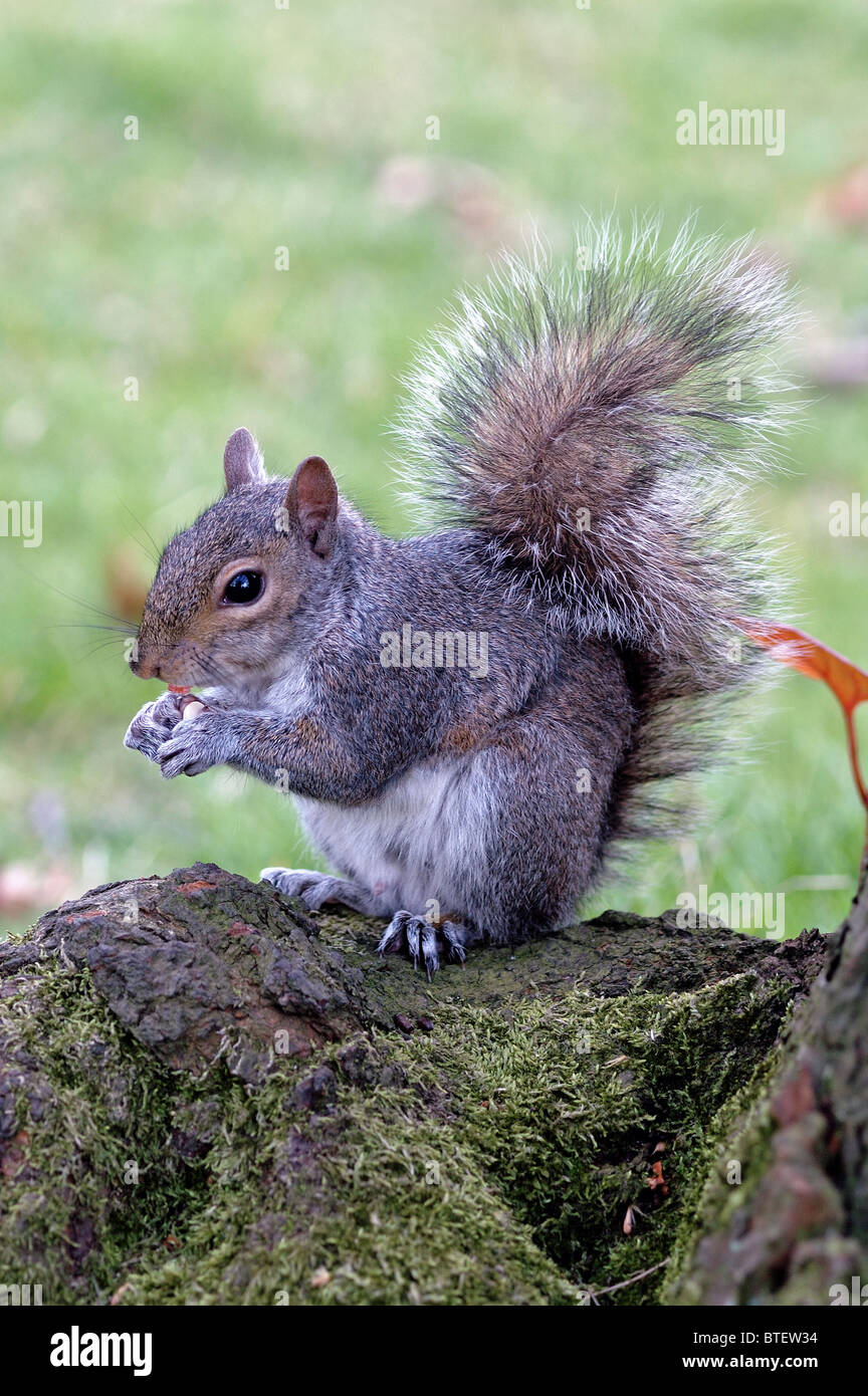 L'écureuil gris Sciurus carolinensis l'écrou de l'alimentation Banque D'Images