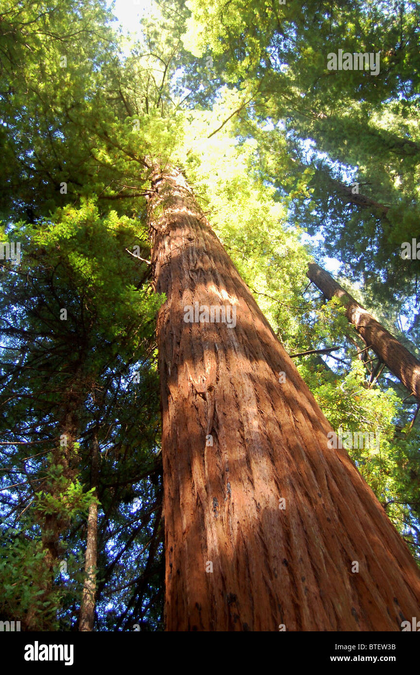 Séquoia géant Banque D'Images