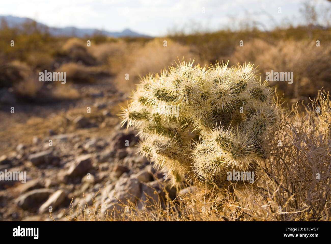 Cholla cactus - Désert de Mojave, USA Banque D'Images