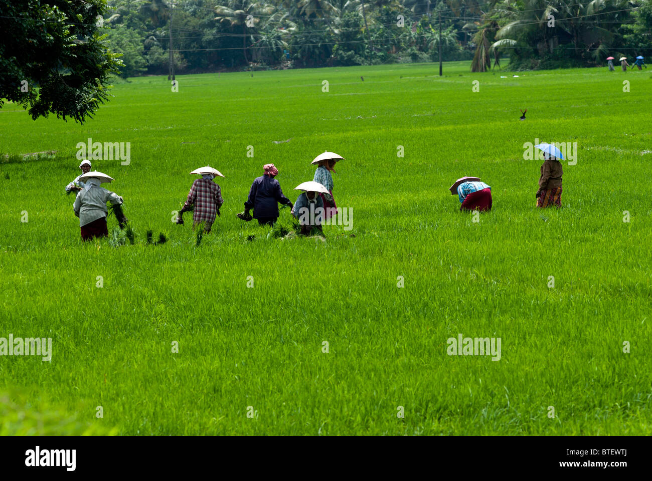 Les paysans travaillant dans les rizières. Alleppey, Kerala, Inde, Alappuzha Banque D'Images