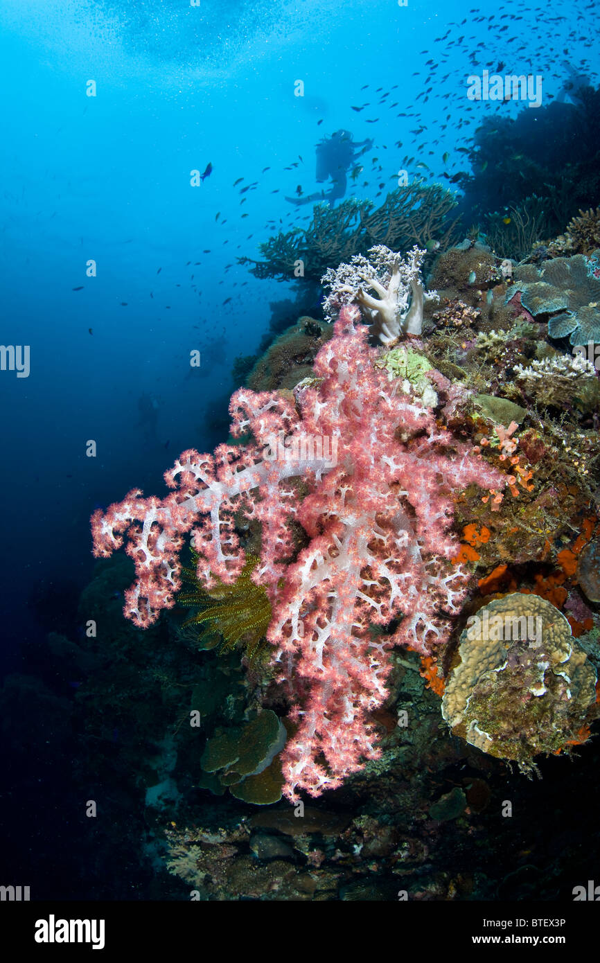 Les coraux mous ornent une diversité de coraux près de Cabilao Island, Bohol, Philippines, l'océan Pacifique. Banque D'Images