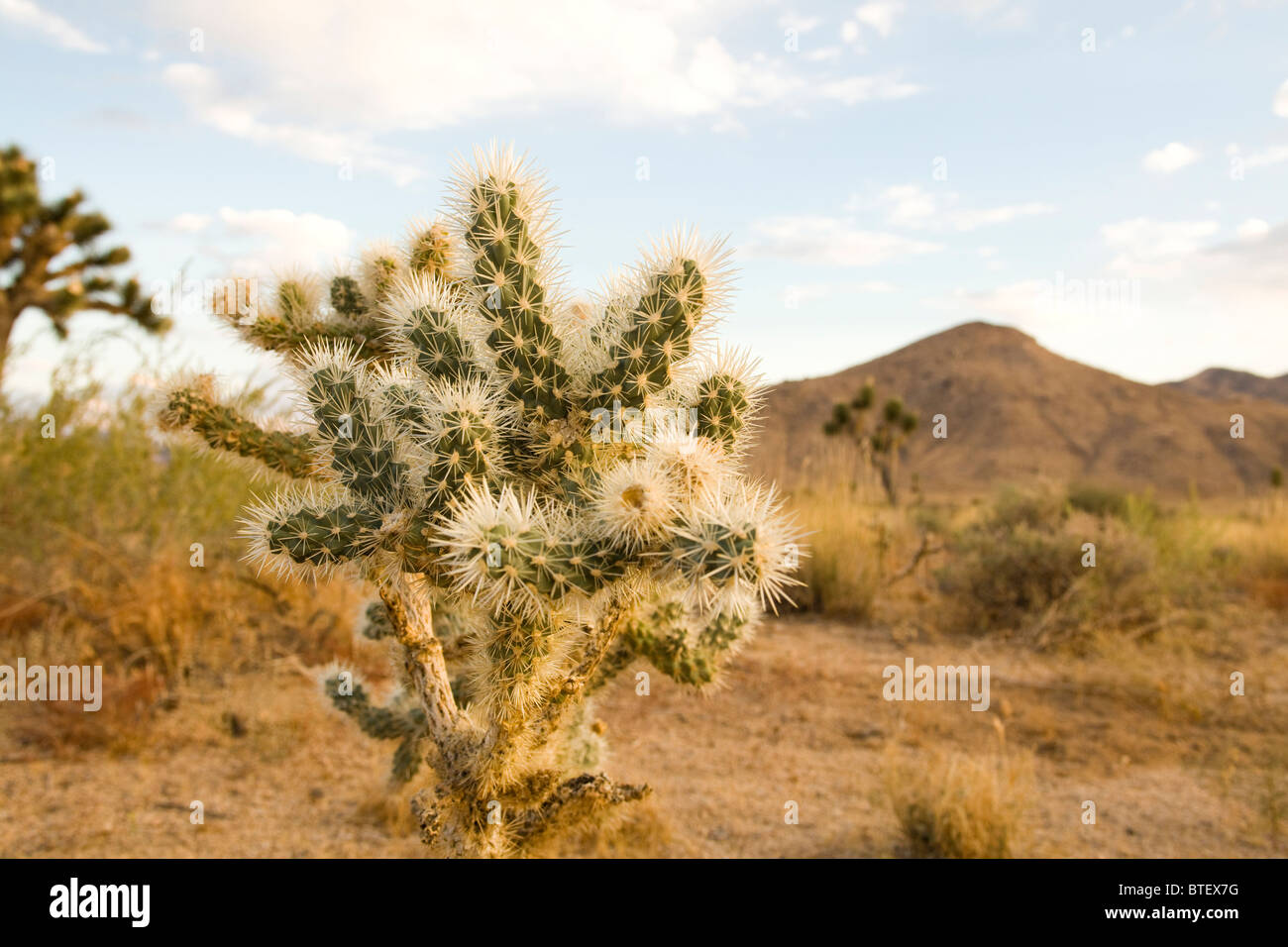 Cholla cactus close up - Californie, États-Unis Banque D'Images