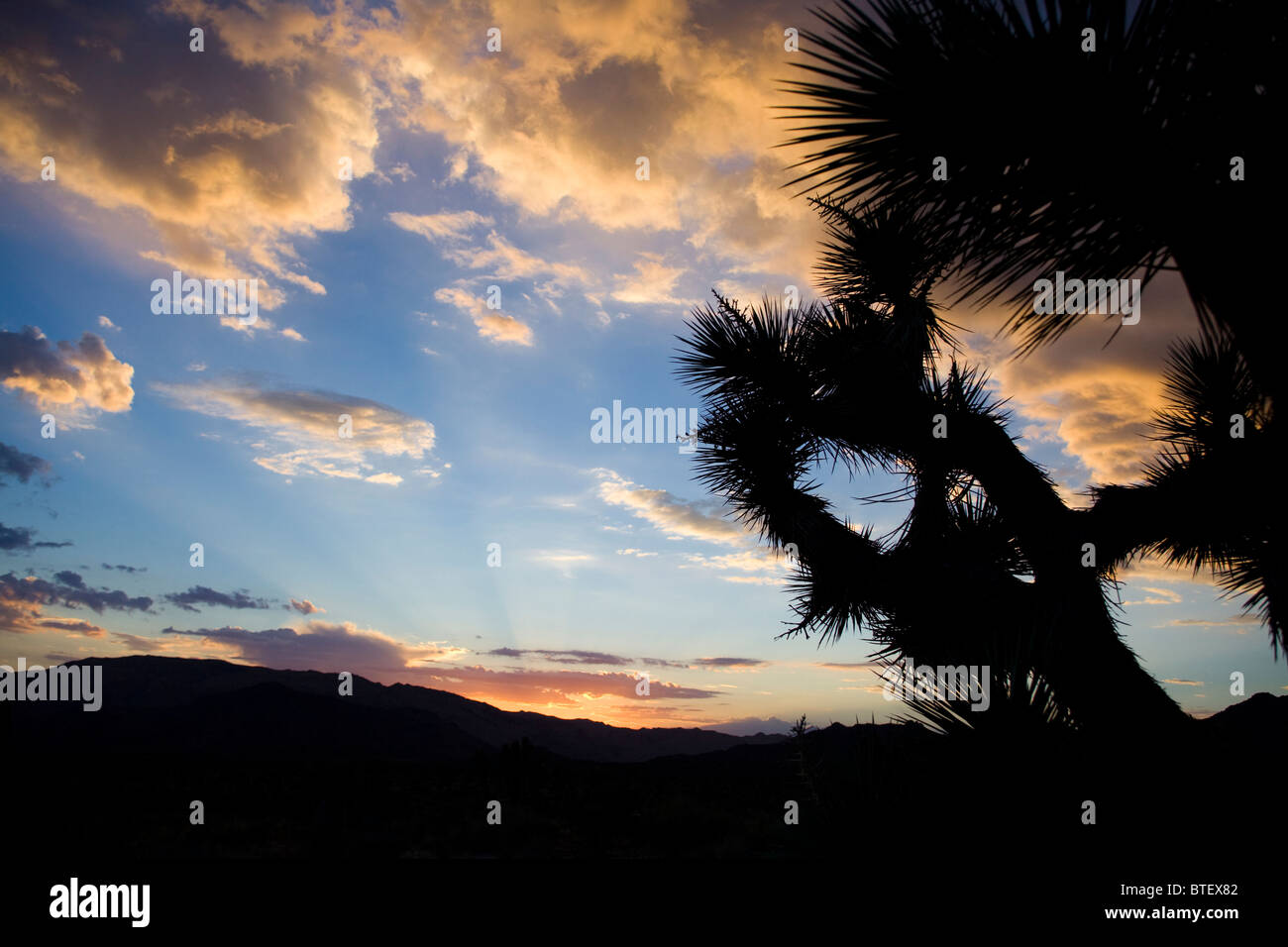 Joshua tree vignette contre le Ciel de coucher du soleil Banque D'Images