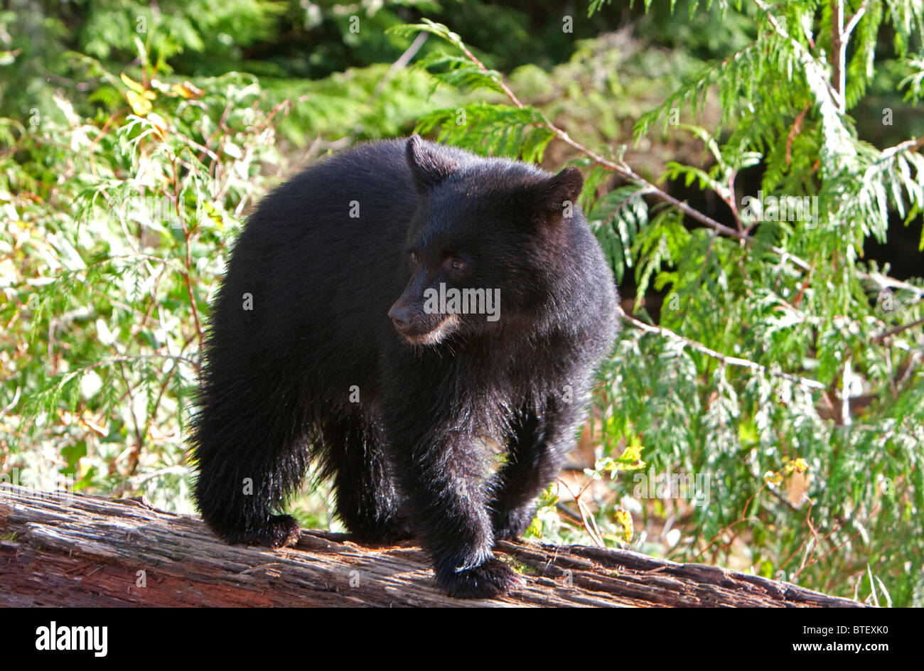 Ours noir Ursus americanus cub sur se connecter à la mère à Ucluelet Thornton Creek l'île de Vancouver BC en Octobre Banque D'Images