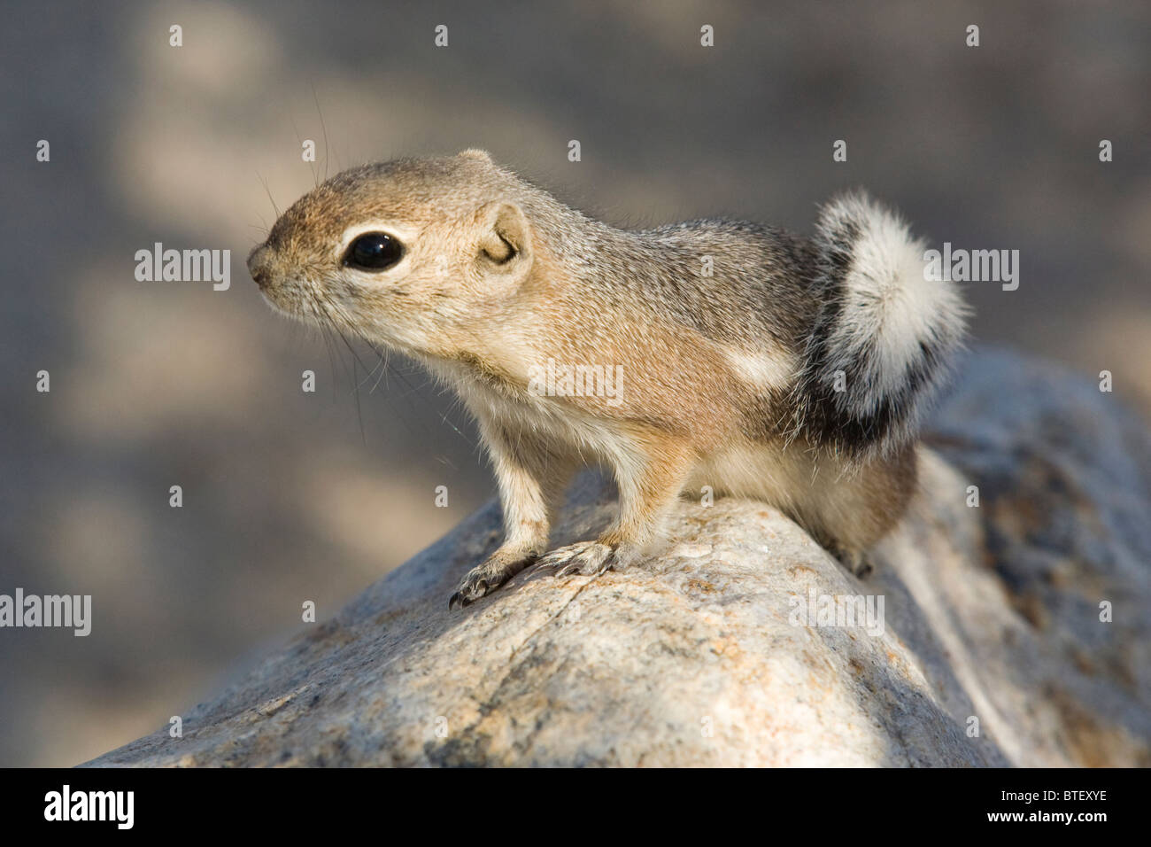 Écureuil antilope à queue blanche (Ammospermophilus leucurus) - Californie, USA Banque D'Images