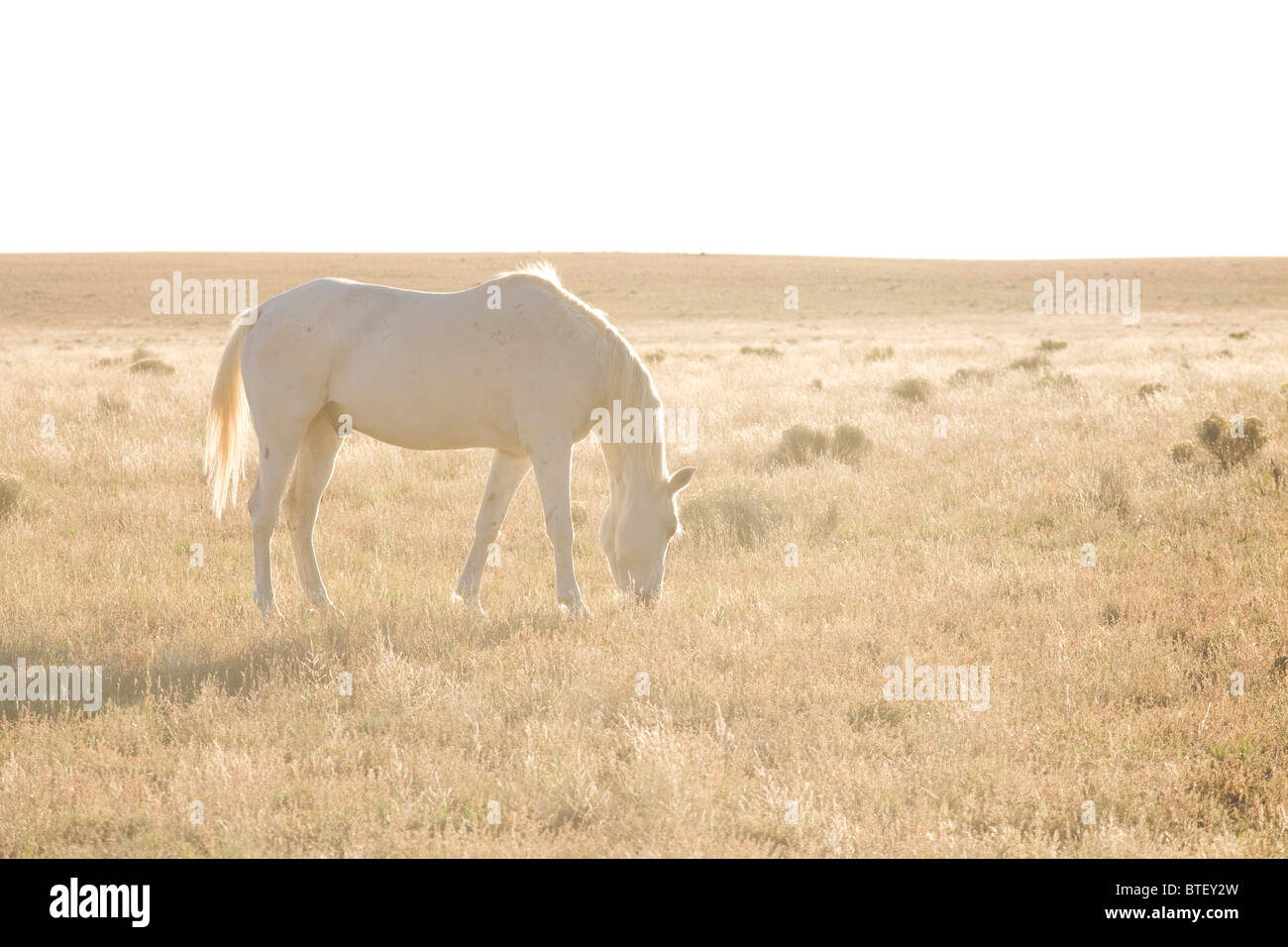 Mustang blanc désert, coucher du soleil - Arizona, USA Banque D'Images