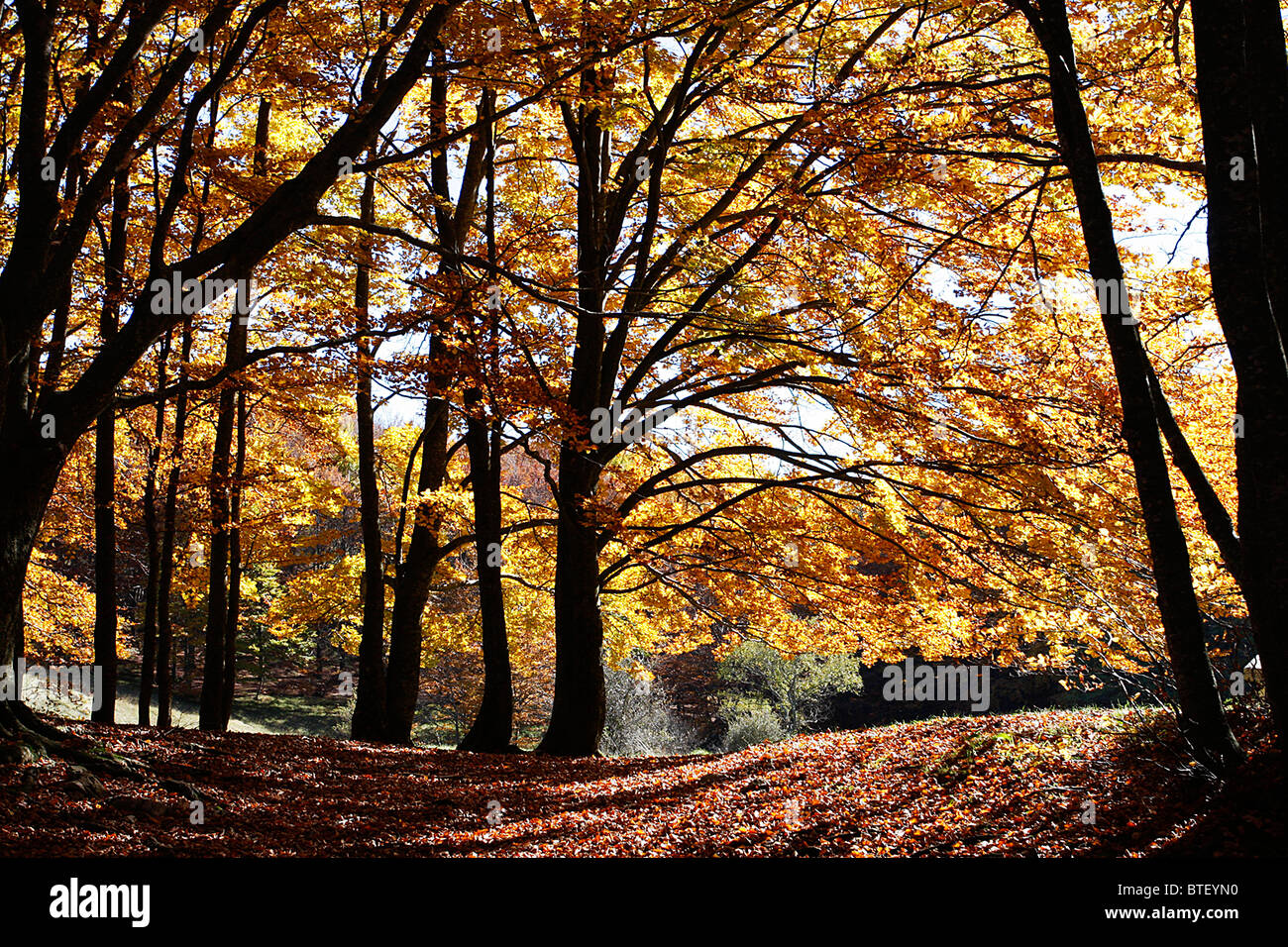Les hêtres montrant de magnifiques couleurs d'Automne dans le parc national des Monts Sibyllins,Marches,Italie. Banque D'Images