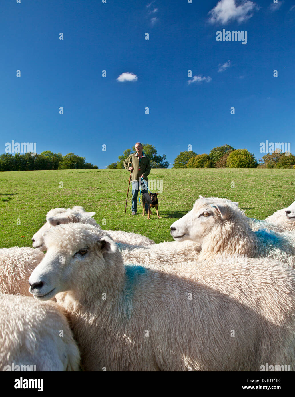 Un berger avec sa jeune Nouvelle Zélande huntaway de berger et un troupeau de moutons Romney dans un champ. Banque D'Images