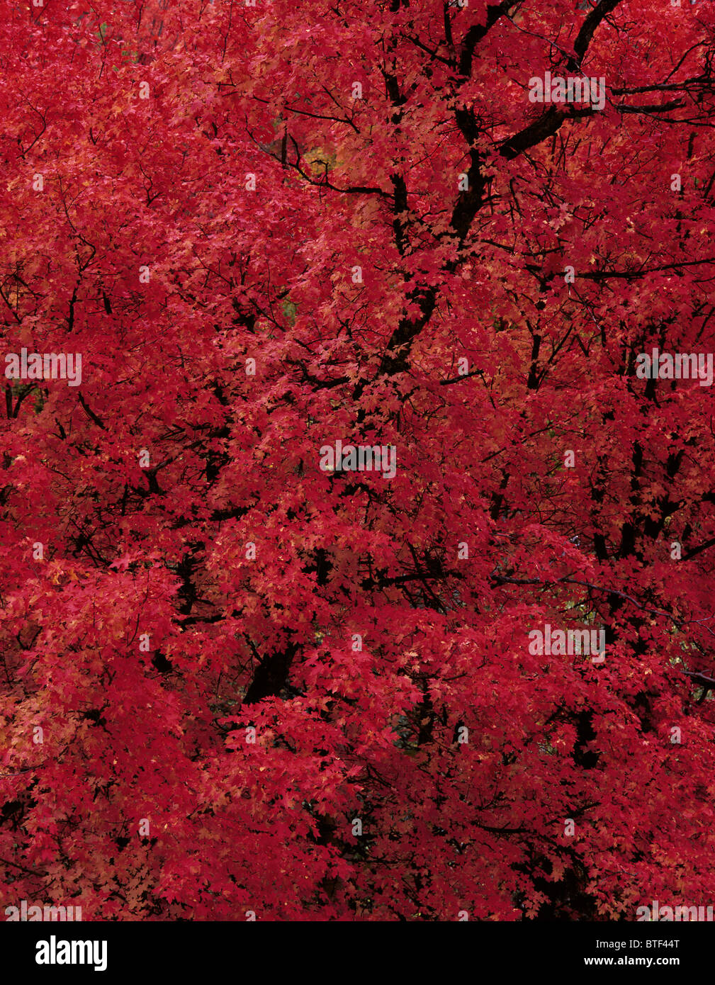 Les températures froides de l'automne dans le Wyoming définir les feuilles d'érable en feu avec des rouges, des jaunes, et des oranges. Targhee National Forest Banque D'Images