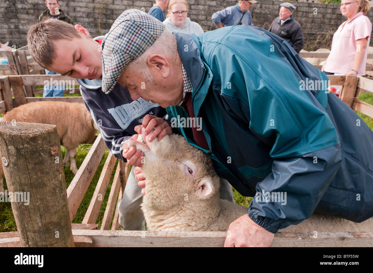 Un agriculteur inspecte les dents de moutons au cours de jugement à un mouton juste Banque D'Images