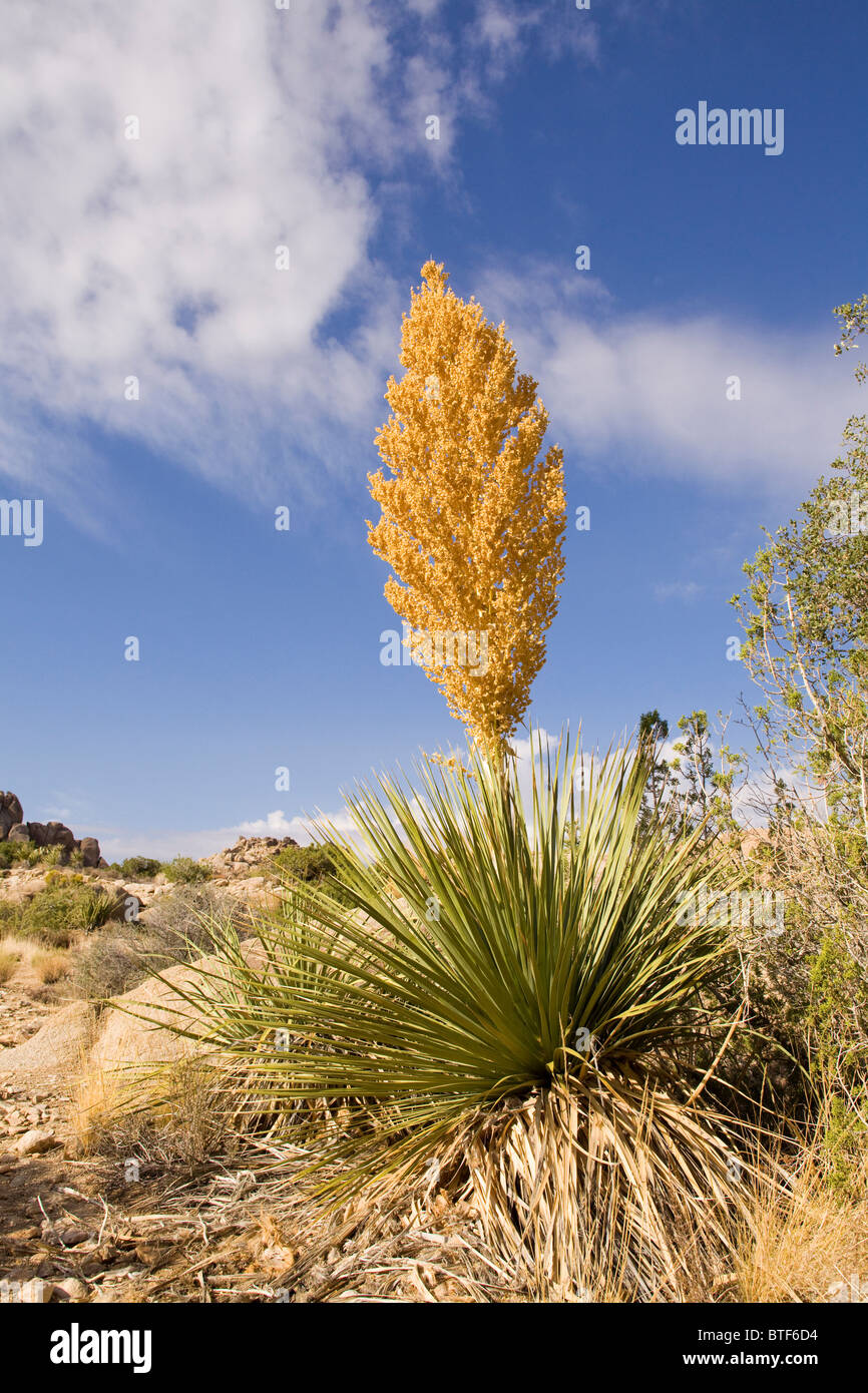 Mojave yucca (Yucca schidigera) - Mojave, Californie USA Banque D'Images