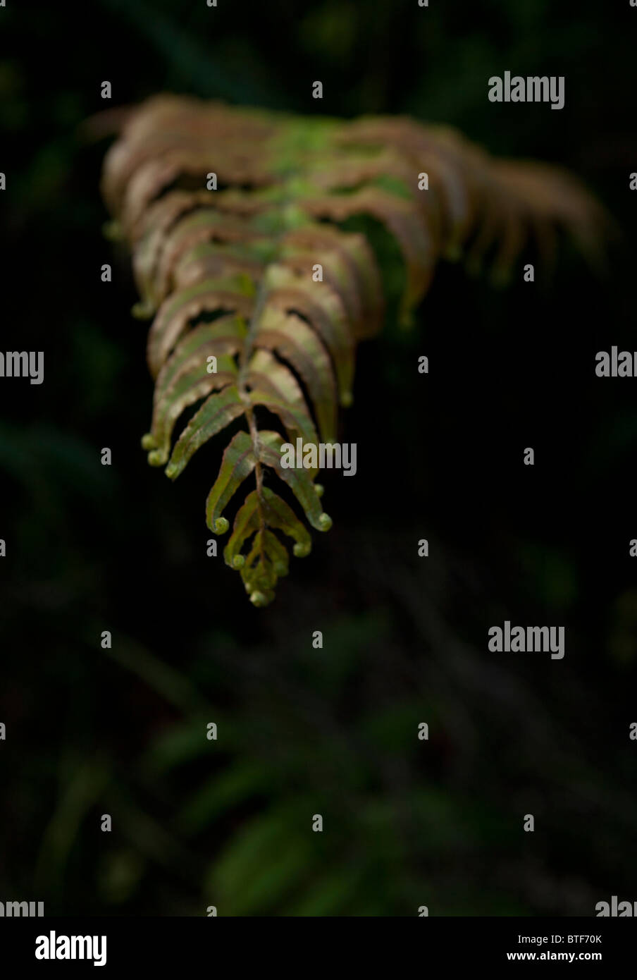 Une masse kiokio fougère, NZ Banque D'Images