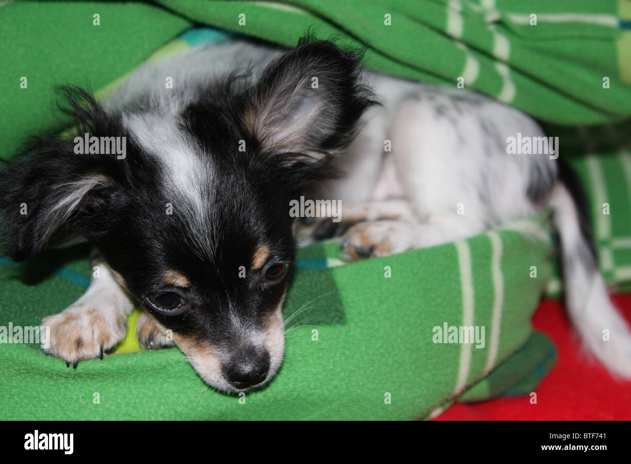 Chiot, chi wow wow, noir, blanc, chien Banque D'Images