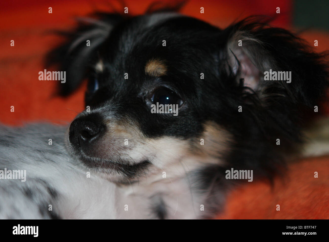 Chiot, chi wow wow, noir, blanc, chien Banque D'Images