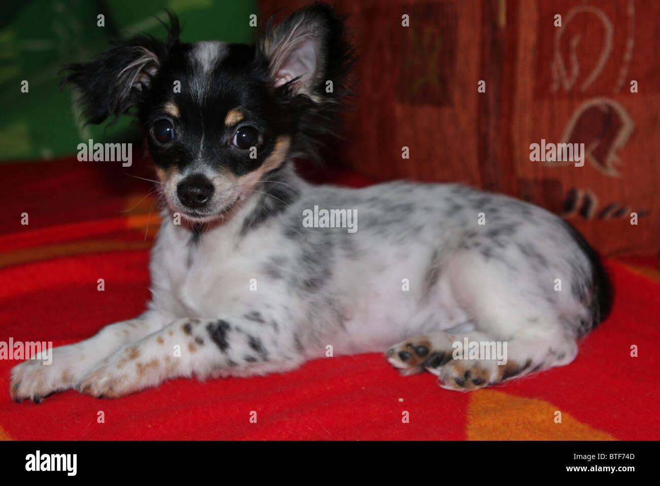 Chiot, chi wow wow, noir, blanc, chien Banque D'Images