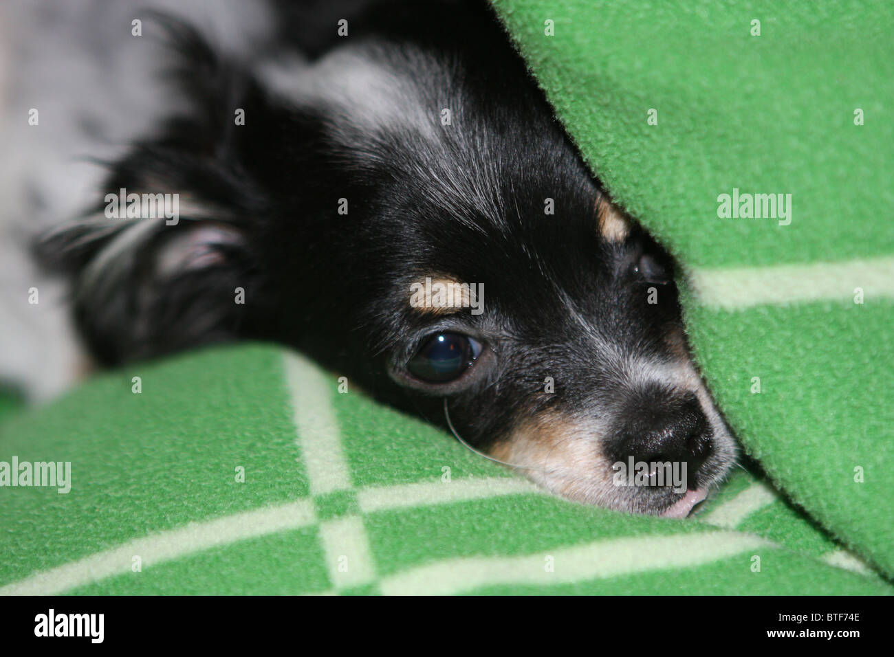 Chiot, chi wow wow, noir, blanc, chien Banque D'Images