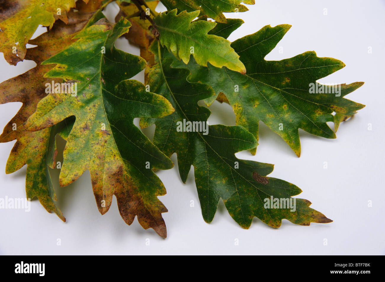 Feuilles de chêne d'automne coloré attaché à direction générale. Banque D'Images Feuilles de chêne d'automne coloré attaché à direction générale. Banque D'Images