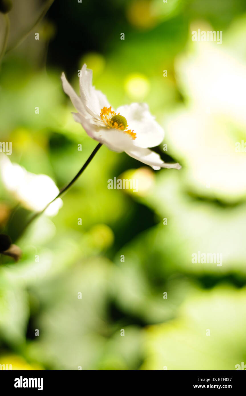 Une anémone japonaise blanc contre un fond de verdure lumineux, tourné en high key avec profondeur de champ Banque D'Images