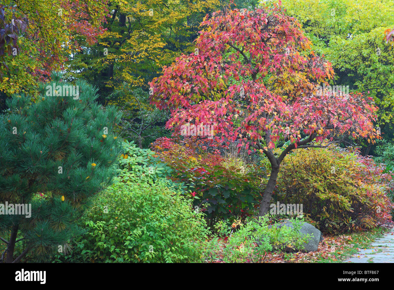 Jardin japonais d'Automne Couleurs d'automne Wroclaw Pologne Banque D'Images