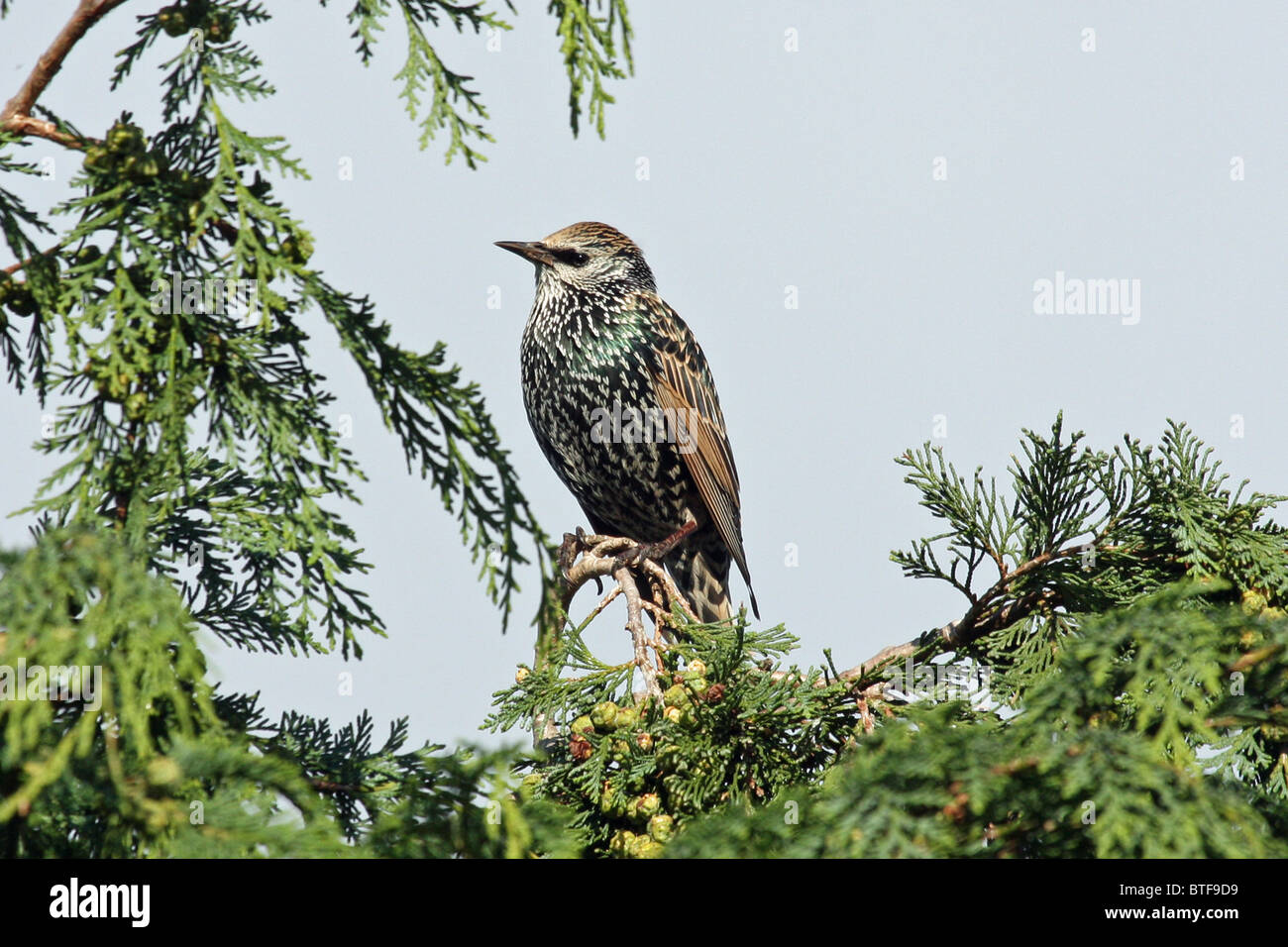 Starling en Sapin Banque D'Images