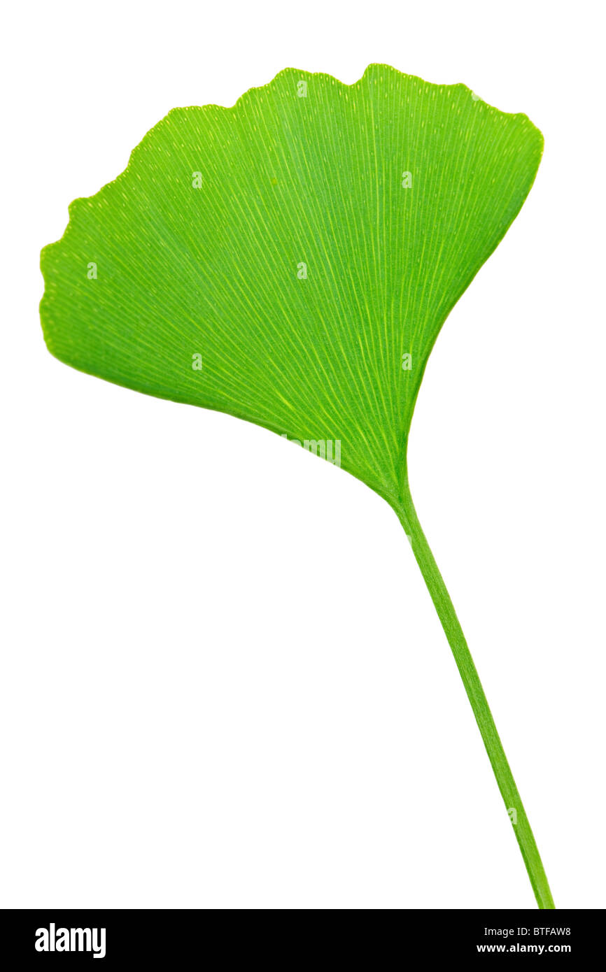 Ginkgo biloba leaf vert isolé sur fond blanc Banque D'Images