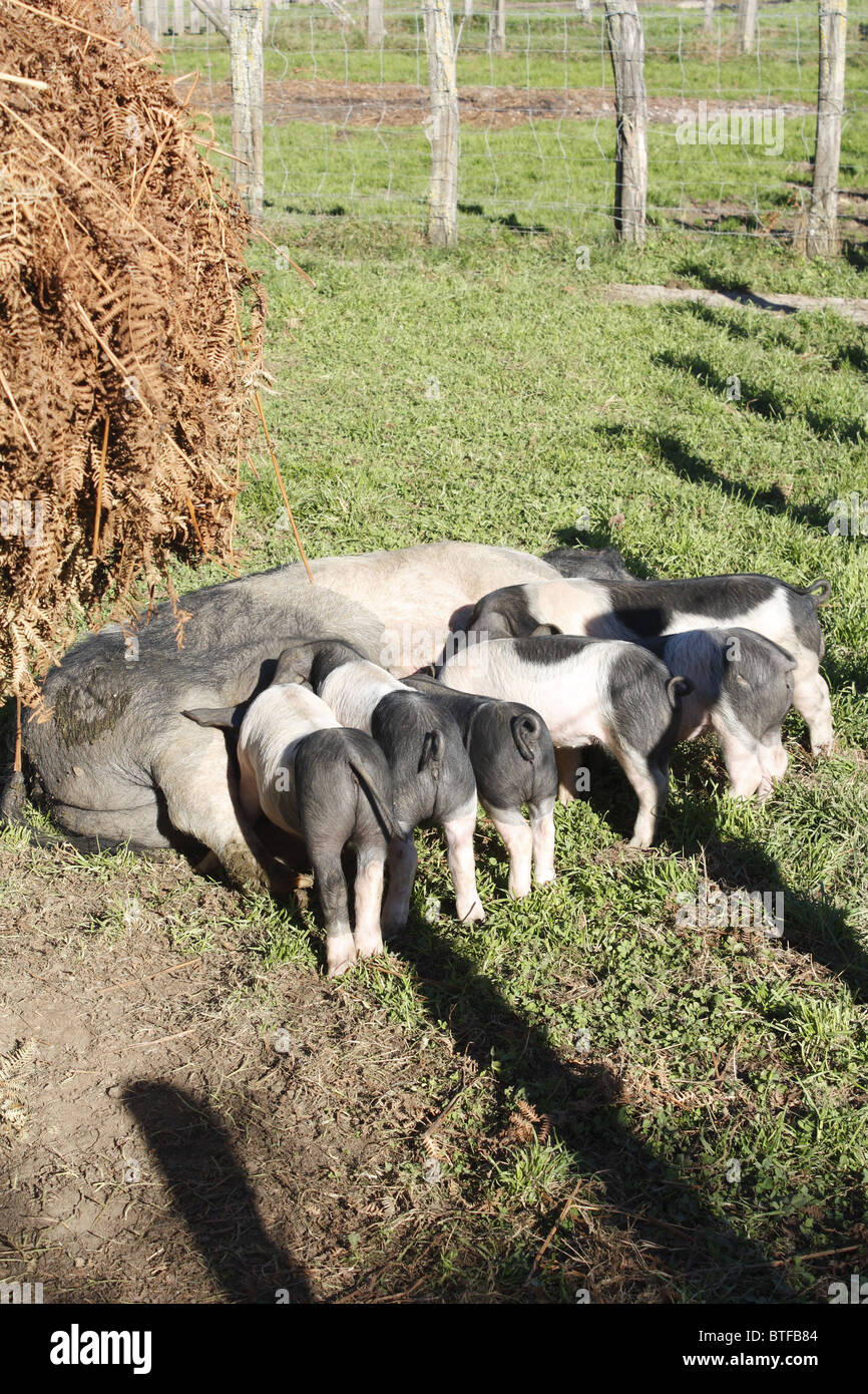 Porcheries sur la vallée Kintoa, Pays Basque, France Banque D'Images