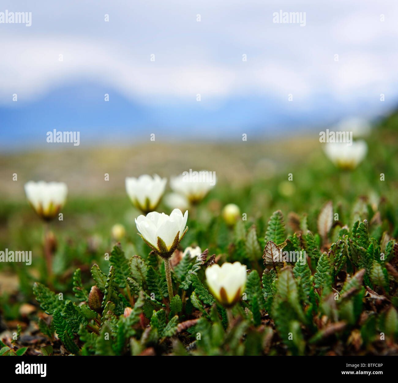 Prairie alpine avec la dryade en fleurs fleurs dans le Parc National de Jasper, Canada Banque D'Images