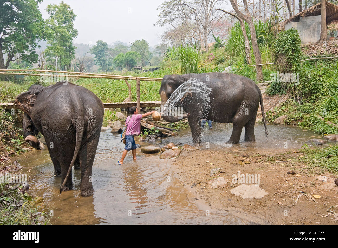 Mahout lave éléphant à Patara, un programme de sauvetage en Thaïlande où les visiteurs peuvent "propre" un éléphant pour une journée. Banque D'Images