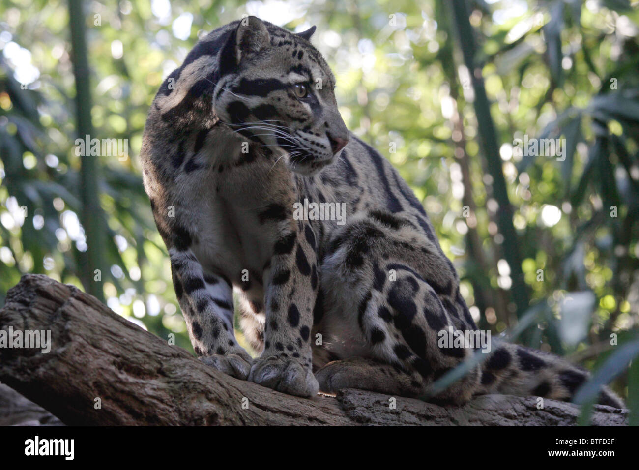 La panthère nébuleuse (Neofelis nebuloso) en captivité dans le Zoo de Nashville, USA. Banque D'Images