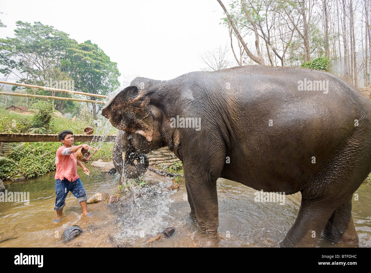 Mahout lave éléphant à Patara, un programme de sauvetage en Thaïlande où les visiteurs peuvent "propre" un éléphant pour une journée. Banque D'Images