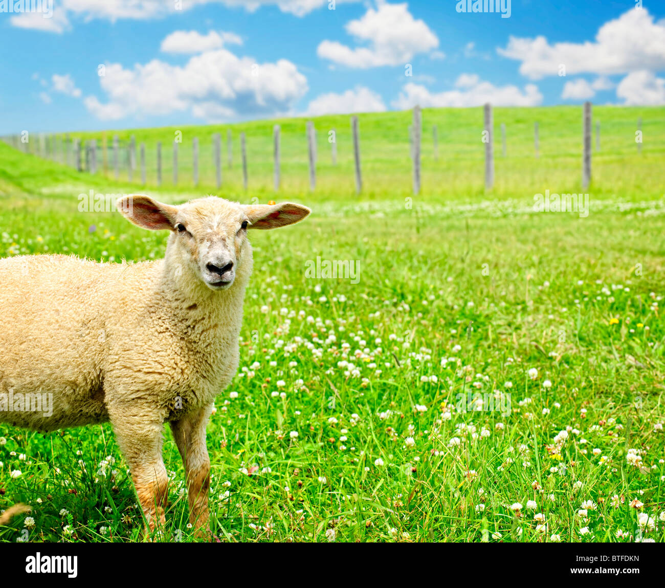 Cute funny mouton ou d'agneau dans la verte prairie Banque D'Images